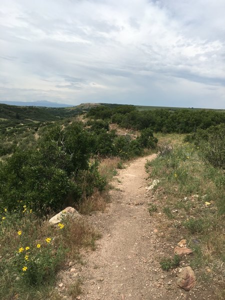 Section of the Gold Loop along the ridge.