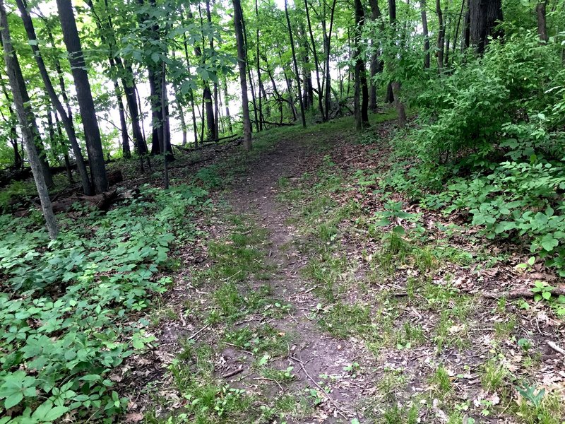 Triangle Trail singletrack with the Coralville Reservoir just beyond the trees.