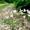 Nakedflower ticktrefoil along the Bird Bling Loop Trail.