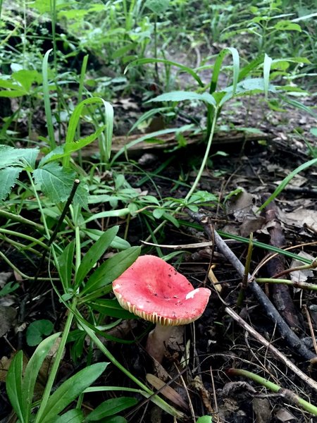 Emetic russula Hawk Ravine trailside:  NOT EDIBILE.