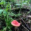 Emetic russula Hawk Ravine trailside:  NOT EDIBILE.