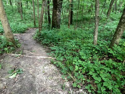 Looking down into Hawk Ravine from the west side.