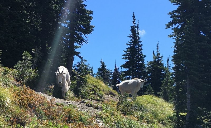 Another shot of the protectors of the trail.