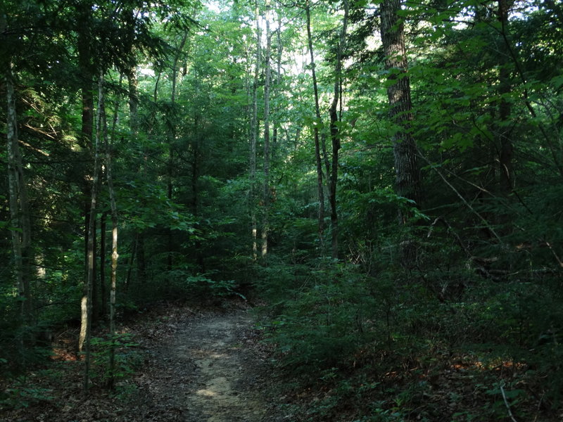 Sheltowee Trace into the Forest.