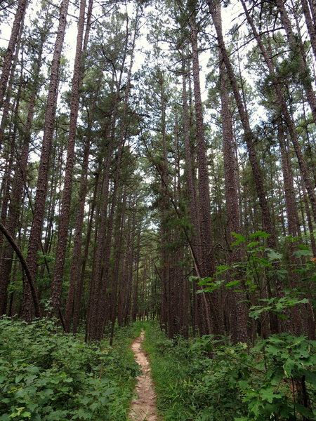 Trail through the pine forest.