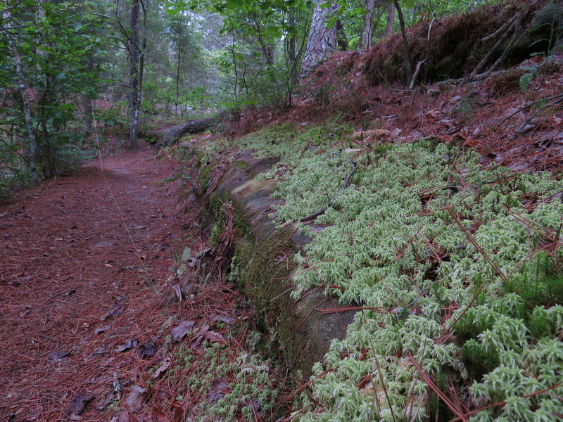 Trail along small creek.