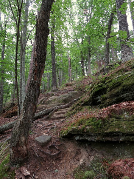 View along the trail.