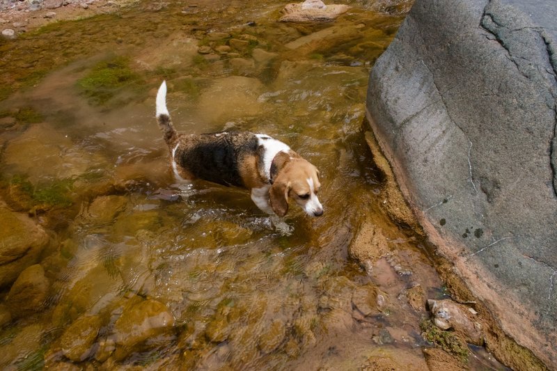 Don't forget to bring your four legged friends! They need to get out of the heat too!