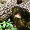 Shelf fungus.