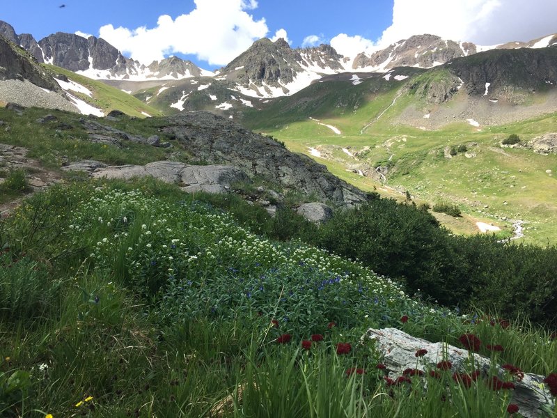 Wildflowers from Handies Peak's southwest slopes.