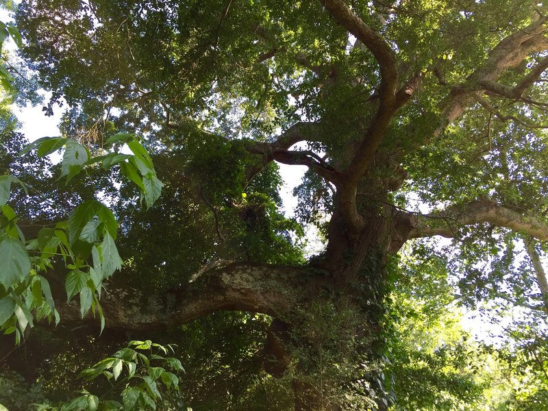 One of two very large, old-growth oaks near the beginning of the trail.