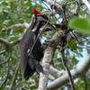 Crazy everglades woodpecker.