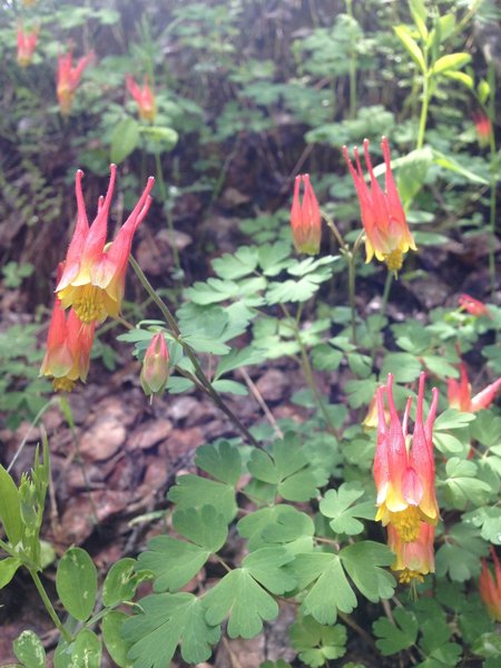 Columbines.