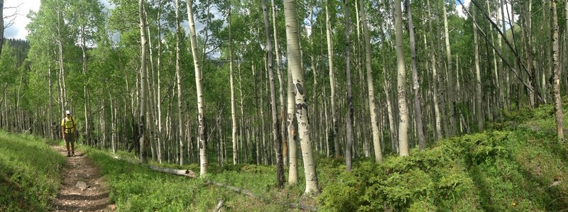 Aspens along the Deep Creek Trail.