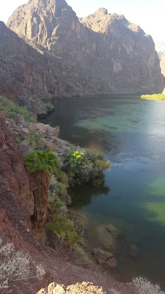 A nice view of some palm trees on the bank of the Colorado River from above the warm hidden waterfall.