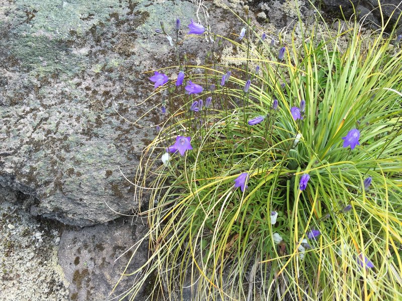 Flowers.