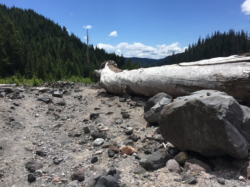 Very large tree and boulder in the dry wash.