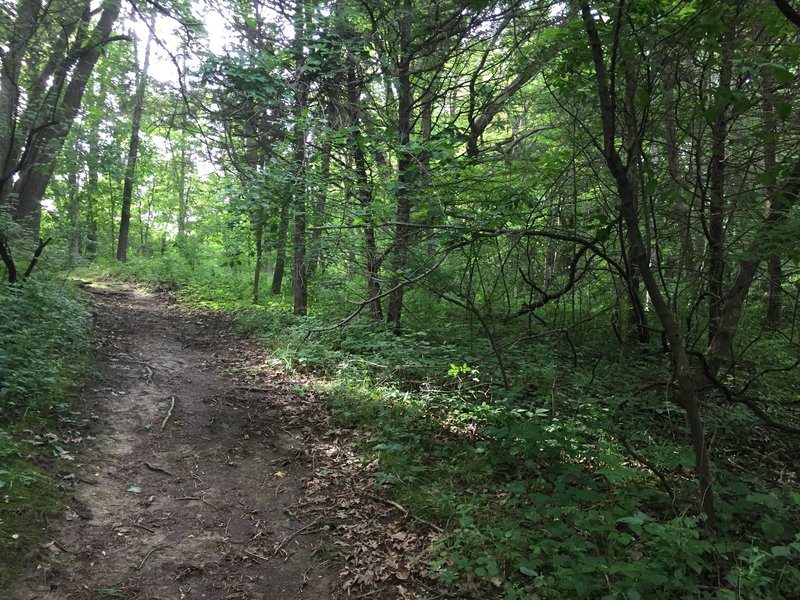 Forest on the Prairie View Nature Trail.