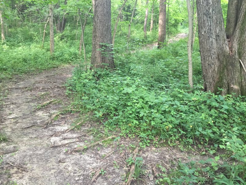 Forested section of Prairie View Nature Trail.