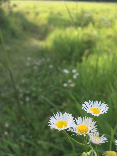 Prairie fleabane on the Prairie View Nature Trail.