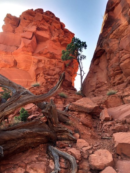 A pass with a very determined little tree.