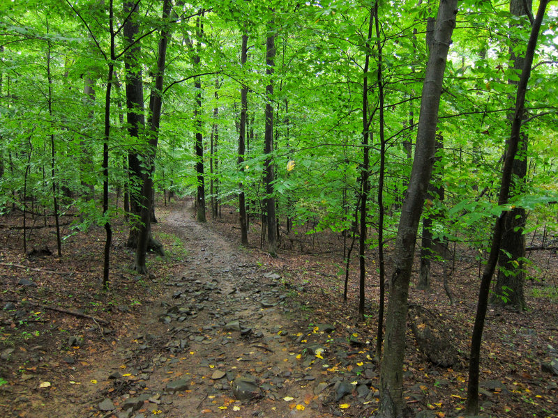 Along the trail in Sourland Mountain Preserve.