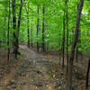 Along the trail in Sourland Mountain Preserve.