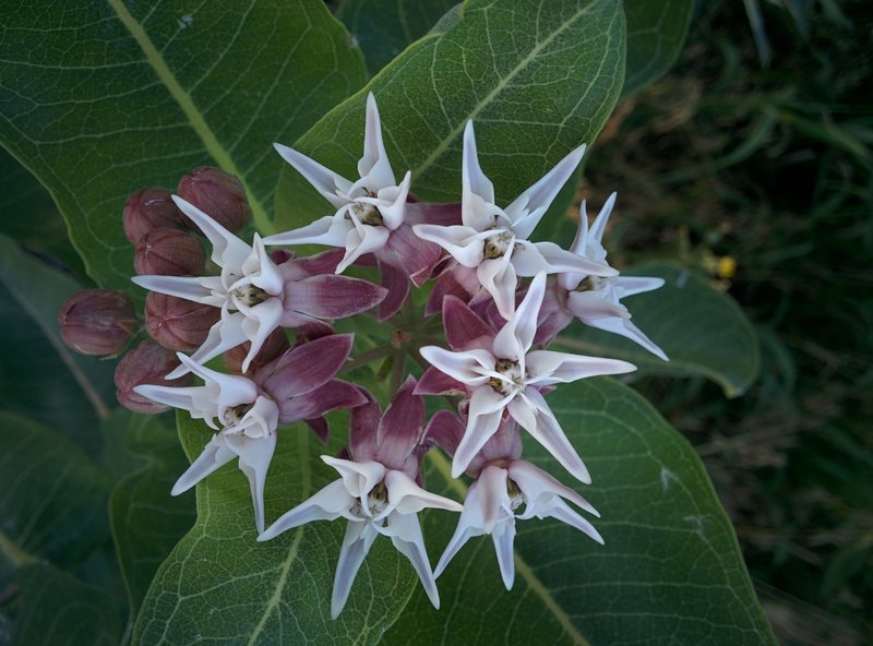 Interesting flower clusters.