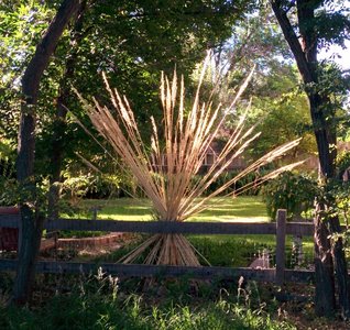 Tall Grass arrangement along side of the trail.