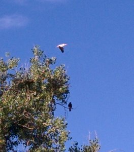 Migrating pelican and Swansons Hawk.