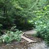 Summer stream crossings in Fern Canyon.