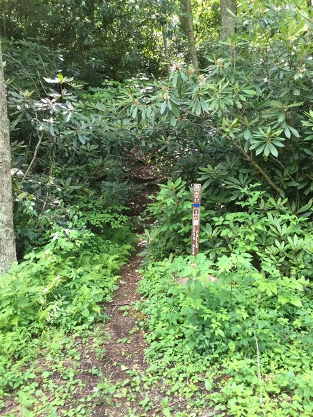 The beginning of Coon Den Trail.