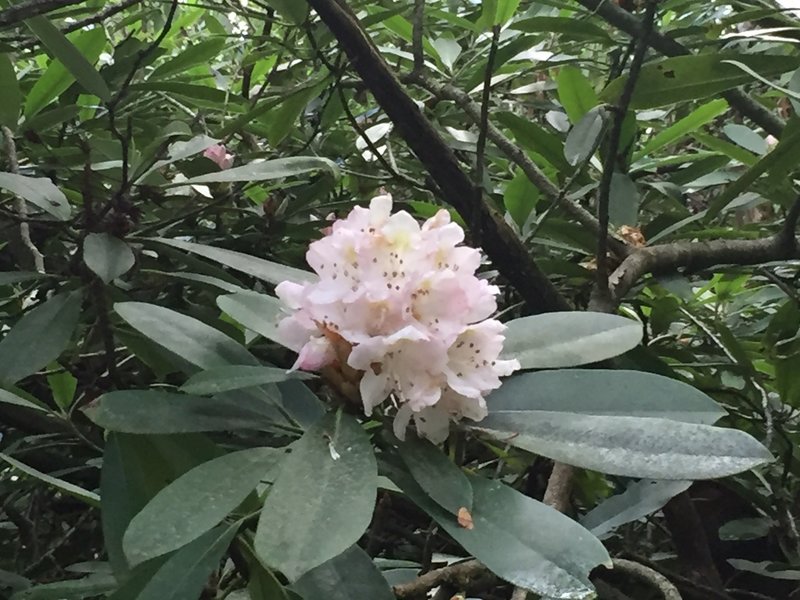 Rhododendrons are in full bloom the first 2 weeks of June. They form a canopy on the Coon Den Falls Trail.