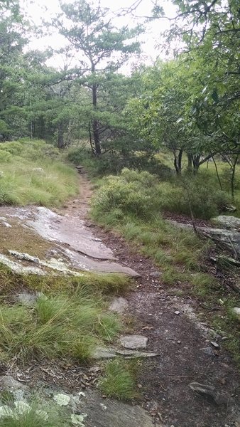 Section of trail slightly before Cook's Wall.