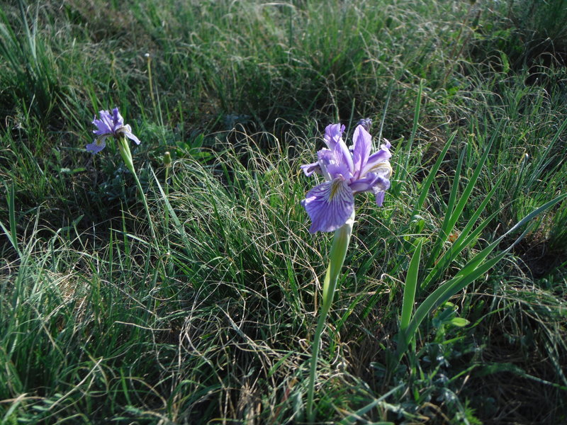 Wild Iris in full bloom in the Canada Bonito.