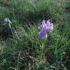 Wild Iris in full bloom in the Canada Bonito.