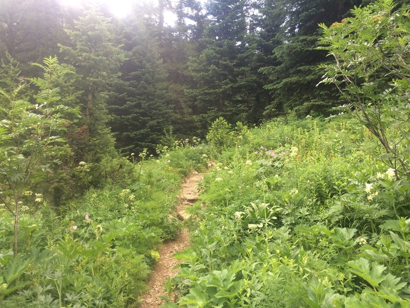 Wildflowers in bloom along the Devil's Staircase in the Alaska Basin.