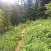 Wildflowers in bloom along the Devil's Staircase in the Alaska Basin.