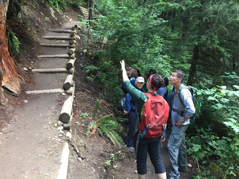 The trail is open!! These new box steps built by EarthCorps provide a safe detour around the landslide.