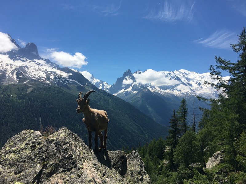 Ibex guarding his turf.