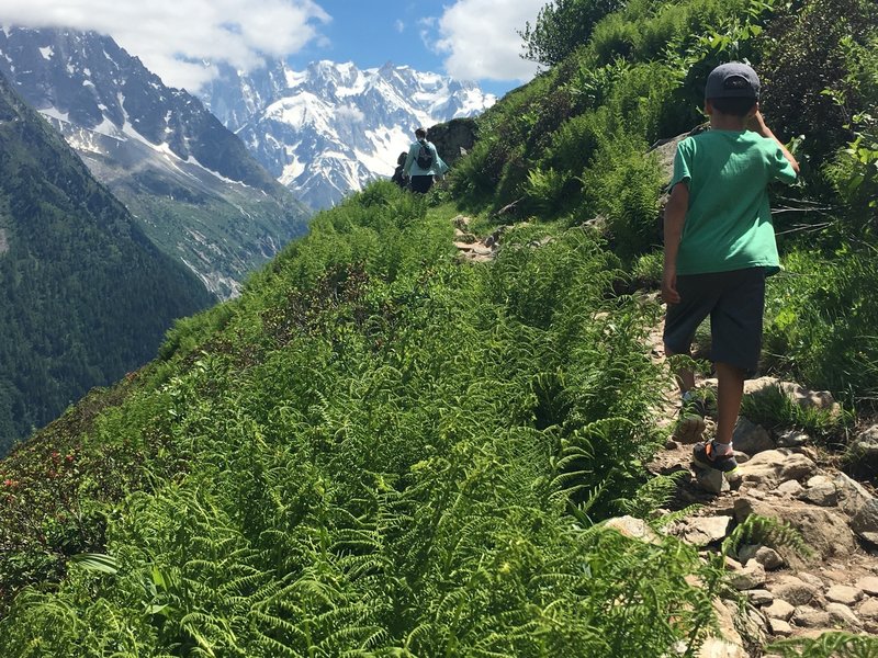 Ferns in the north-facing valley.