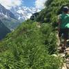 Ferns in the north-facing valley.