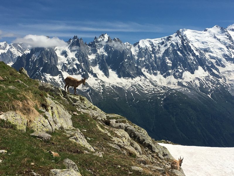 Ibex in the Flegere ski area.