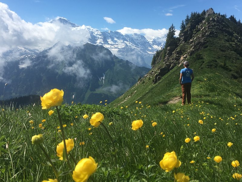 Shynige Platte is the widerflower winner of the Jungfrau area.