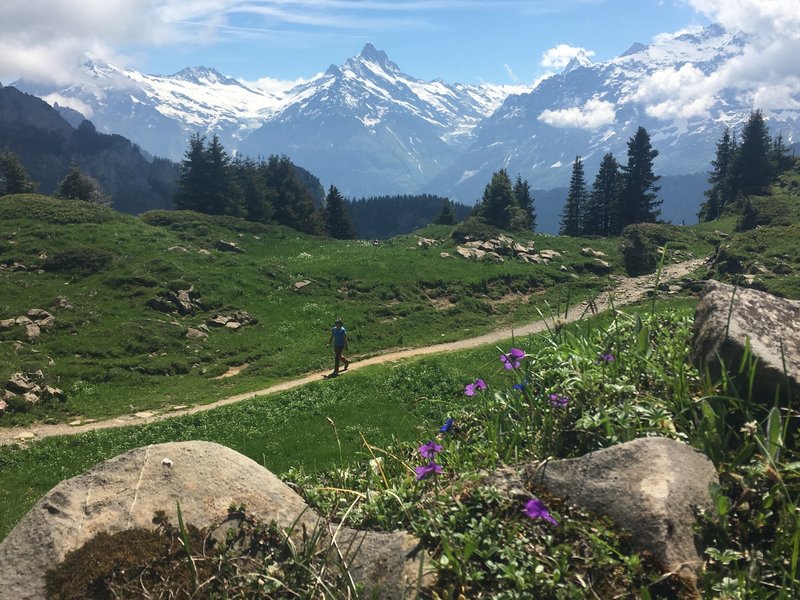 The Schreckhorn off in the distance.