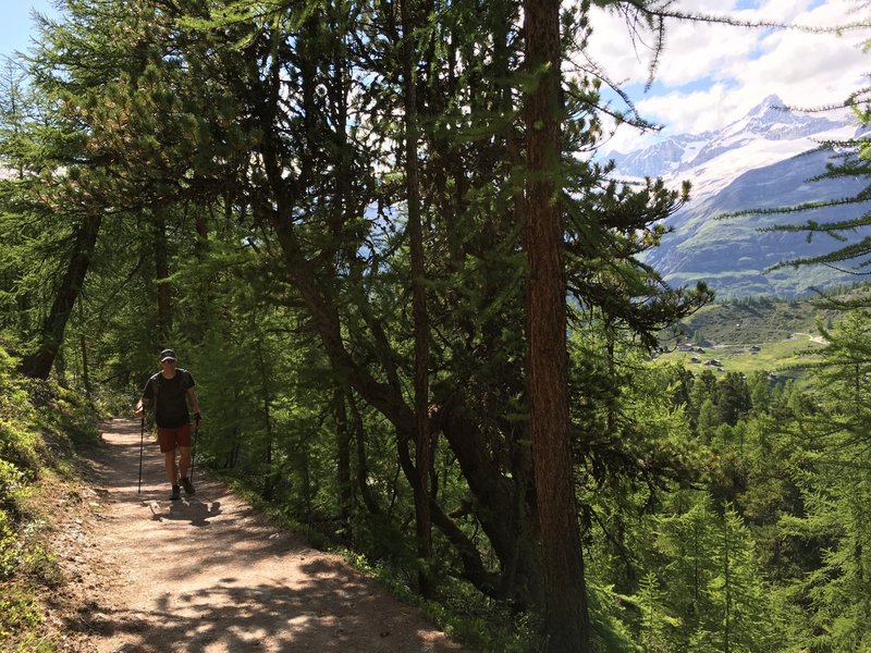 A lovely wooded section of trail is a good break from the sunny open slopes.