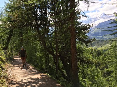 A lovely wooded section of trail is a good break from the sunny open slopes.