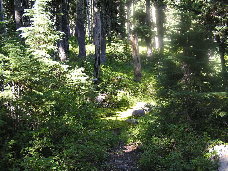 Buckley Spring on Lake Ivern Trail traveling north.