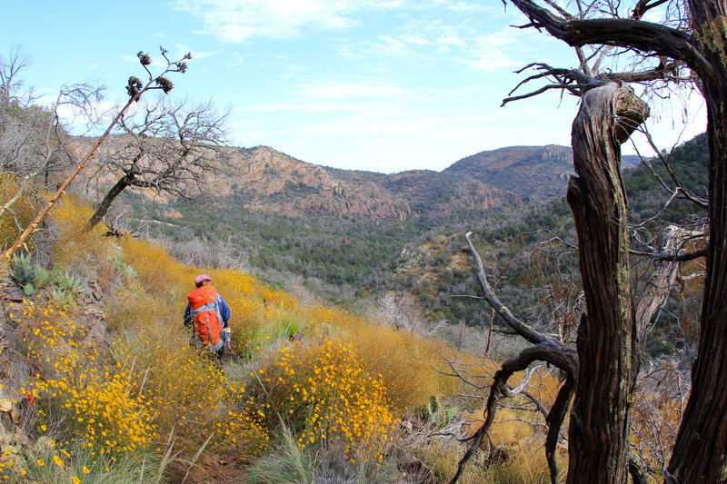 California goldfield paints on the trail.