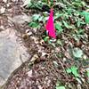 Flags marking the trail from Alum Cave to Buzzard Falls.